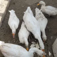 قوغاز|حیوانات مزرعه|ارومیه, |دیوار