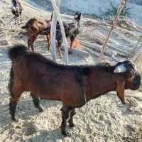 بزهای نرفروشی