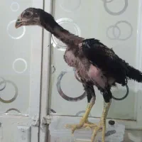 تخممرغنطفهدارلاری