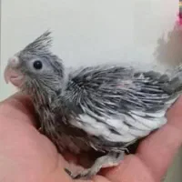 جوجه عروس هلندی|پرنده|ماکو, |دیوار