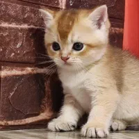 مجوعه ایران کتز ( گربه های اشرافی)|گربه|شهرکرد, |دیوار