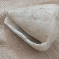 فسیل گاستروپود