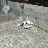 کبوتر طوقی|پرنده|گل تپه, |دیوار