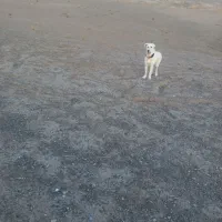 سگ سرابی اصیل شیش ماه|سگ|سبزوار, جوادیه شرقی|دیوار