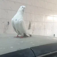 کبوتر نقابی