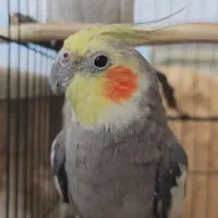 ۶ عدد عروس هلندی