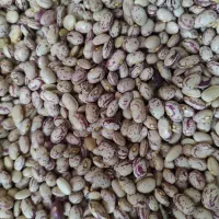 فروش لوبیا چیتی درجه 1 امسال بوجاری شده بدون آشغال