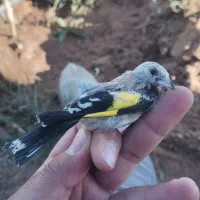 جوجه سهره کوردستان|پرنده|تهران, آرارات|دیوار