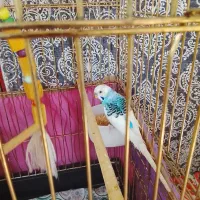مرغ عشق|پرنده|اهواز, گلستان|دیوار