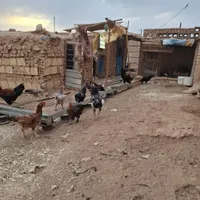 مرغ وخروس|حیوانات مزرعه|تهران, افسریه|دیوار