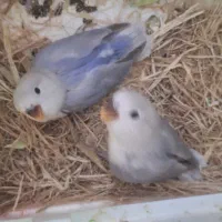 پرنده برزیلی