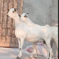 بز دوعدد هر دو ابستن|حیوانات مزرعه|بندرعباس, |دیوار