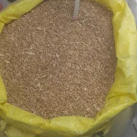 گندم مرغی