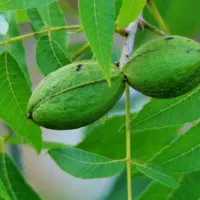 نهال گردو پکان پیوندی|خدمات باغبانی و درختکاری|قیدار, |دیوار