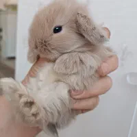 خرگوش لوپی نژاد اصیل همه رنگ