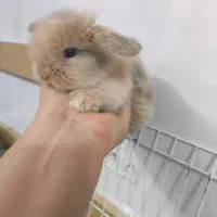 بچه خرگوش مینی لوپ لپ مینیاتوری اموزش دیده|موش و خرگوش|مشهد, هفده شهریور|دیوار