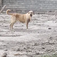 سگ عراقی ماده