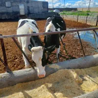 گاو ابستن وتلیسه ابستن