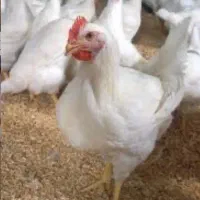 اسکلت مرغ با گردن
