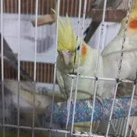 عروس‌هلندی نر
