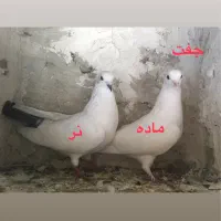 دوبر و اوچوم