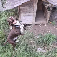 سگ پویینتر شکار