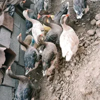 غاز|حیوانات مزرعه|شادگان, |دیوار