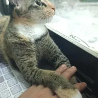 واگذاری گربه کالیکو