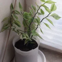 گل بنجامین.سانسوریا.فیلتوس.دیفن.ادرس گلبهار|گل و گیاه طبیعی|گلبهار, شهر جدید گلبهار|دیوار
