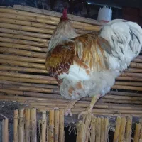 ویاندوت ۲ساله|حیوانات مزرعه|بابکان, |دیوار