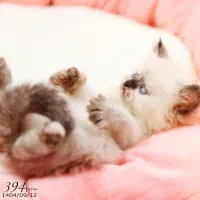 فروشگاه میوشاپ گربه اسکاتیش/بریتیش/پرشین|گربه|تبریز, |دیوار