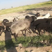 یک عدد قوچ سام ۴ ساله درشت