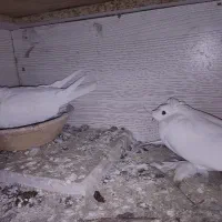 کبوتر|پرنده|اصفهان, ارزنان|دیوار