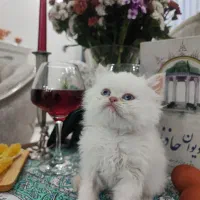 بچه گربه پرشین