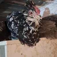 مرغ خروس گلین ، سلطان و رسمی