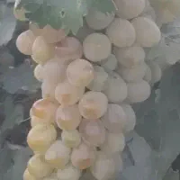 خریدار انگور فخری