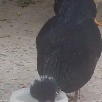 فروش مرغ گلین