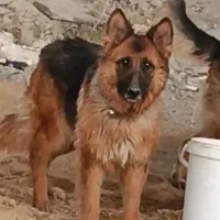 سک ژرمن