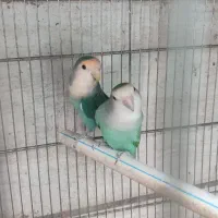 کوتوله برزیلی