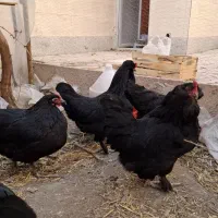 مرغ مرندی اصیل و جوان