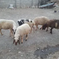 بره|حیوانات مزرعه|مریوان, |دیوار