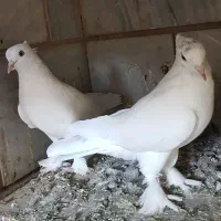 ۱۵ عدد کفتر یکجا