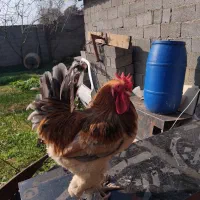 خروس|حیوانات مزرعه|فومن, |دیوار