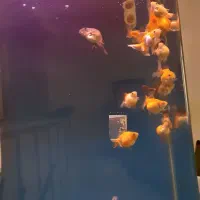 گلدفیش اوراندا،بوفالو،کالیکویی،مرواریدی