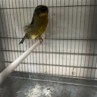 قناری کرست رسمی بلند|پرنده|تهران, خاوران|دیوار