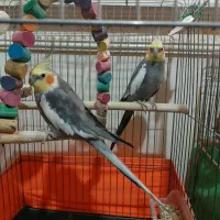 عروس هلندی نر
