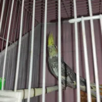 عروس هلندی با جوج|پرنده|فریمان, |دیوار