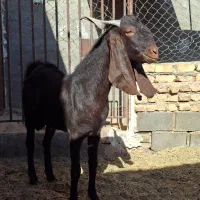 کل پاکستانی|حیوانات مزرعه|کویرات, |دیوار