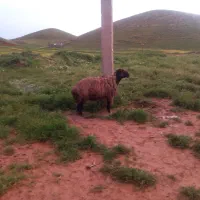 قوچ درجه یک