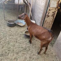 بز آلپاین کوهبنان
